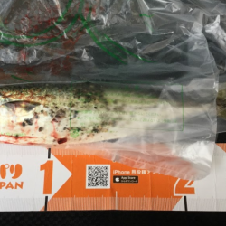 ワインドに鯖がHIT